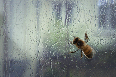 How to create comfortable conditions for bumblebees in greenhouses