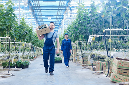 Why it is more profitable for large farms to use NEVA Premium film