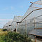 SVETLITSA™ film width 4 meters (roll)