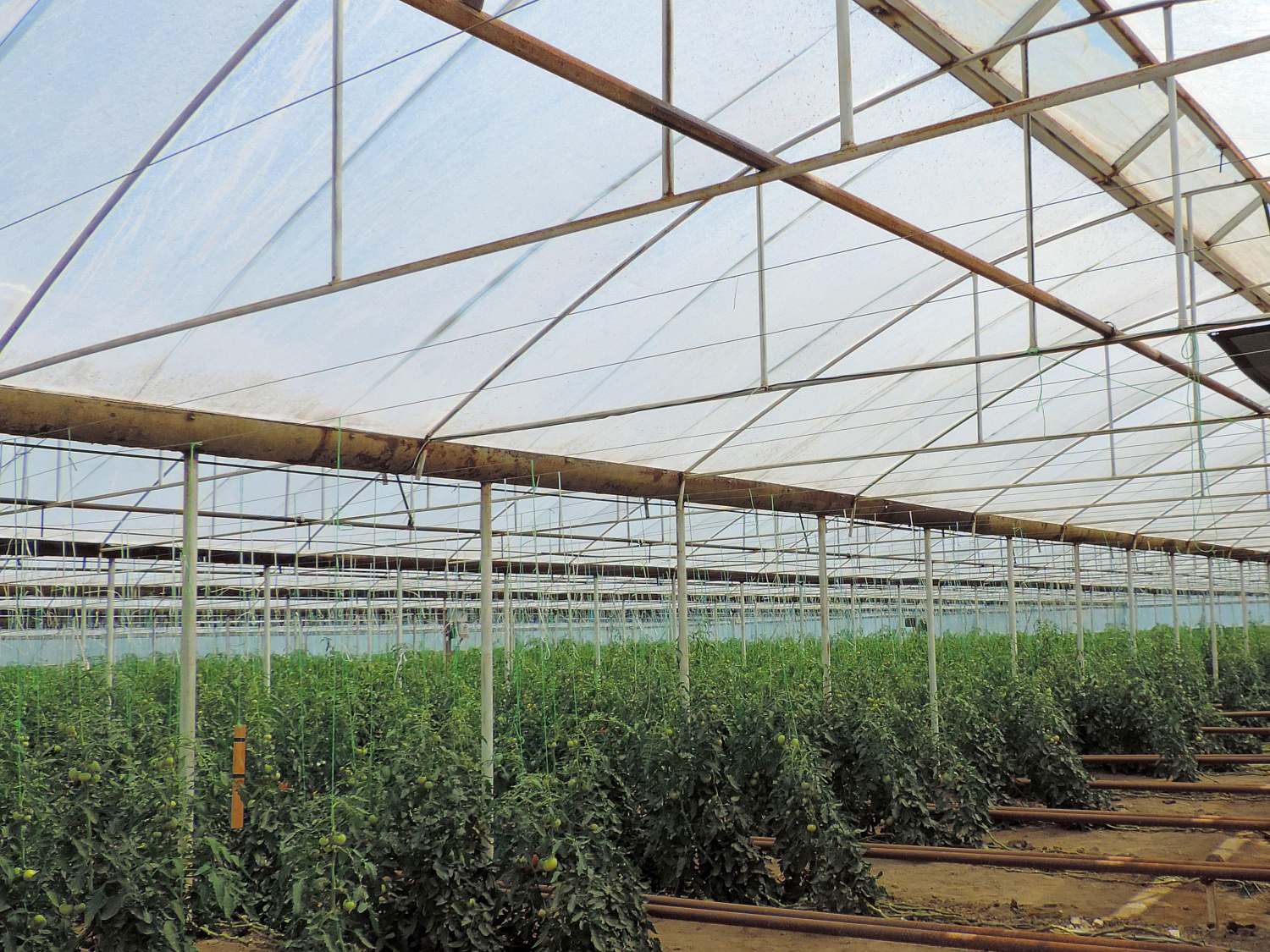 SVETLITSA™ film width 4 meters (roll)