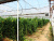 SVETLITSA ™ film width 6 meters (roll)