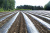 SVETLITSA ™ GROUND film 60 µm canvas 1.2 m 200 linear meters (240 m2) black (roll) SVETLITSA ™ GROUND film 60 µm canvas 1.2 m 200 linear meters (240 m2) black (roll)