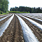 SVETLITSA ™ GROUND film 60 µm canvas 1.2 m 200 linear meters (240 m2) black (roll)