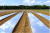 SVETLITSA ™ GROUND film 60 µm canvas 1.2 m 200 linear meters (240 m2) black (roll) SVETLITSA ™ GROUND film 60 µm canvas 1.2 m 200 linear meters (240 m2) black (roll)