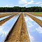 SVETLITSA ™ GROUND film 60 µm canvas 1.2 m 200 linear meters (240 m2) black (roll)
