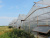 SVETLITSA ™ film width 6 meters (roll)