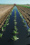 SVETLITSA ™ GROUND film 60 µm canvas 1.2 m 200 linear meters (240 m2) black (roll) SVETLITSA ™ GROUND film 60 µm canvas 1.2 m 200 linear meters (240 m2) black (roll)