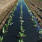 SVETLITSA ™ GROUND film 60 µm canvas 1.2 m 200 linear meters (240 m2) black (roll)