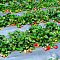 SVETLITSA ™ GROUND film 60 µm canvas 1.2 m 200 linear meters (240 m2) black (roll)